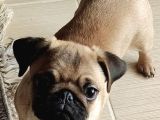 4 Aylik Di̇şi̇ Pug