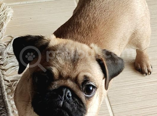 4 Aylik Di̇şi̇ Pug görsel
