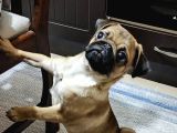 4 AYLIK DİŞİ PUG