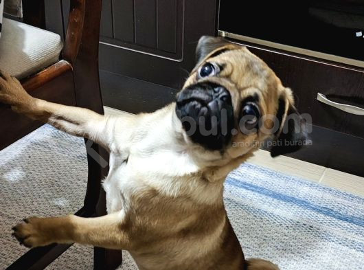 4 Aylik Di̇şi̇ Pug