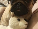 4 Aylik Di̇şi̇ Pug