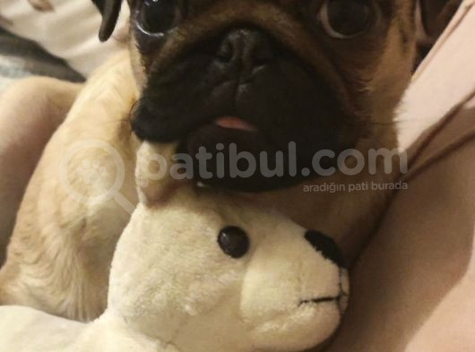4 Aylik Di̇şi̇ Pug görsel