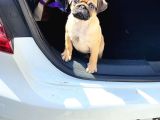 4 Aylik Di̇şi̇ Pug