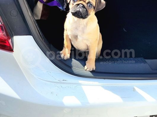 4 Aylik Di̇şi̇ Pug görsel