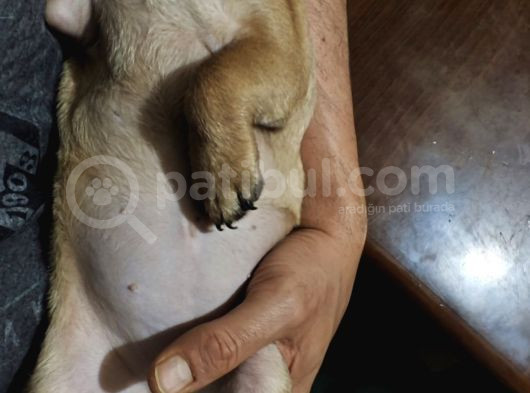 4 Aylik Di̇şi̇ Pug görsel