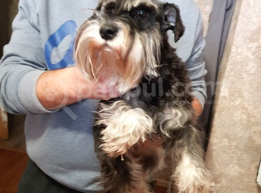 1 İle 3 Yaş Arasi Ori̇ji̇nal Schnauzer Köpekler görsel