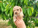 Maltipoo yavrumuz Yeni Ailesini Arıyor