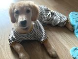 3 Aylık Golden Retriever Yavru