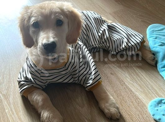 3 Aylık Golden Retriever Yavru görsel
