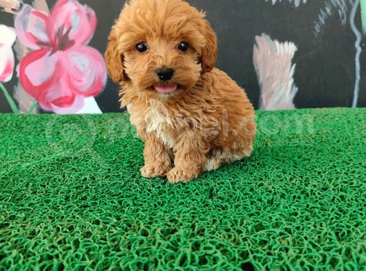 Şeker Gibi Maltipoo Yavrularım görsel