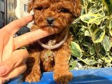 Tcap Poodle Orji̇nal Safkan