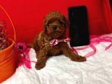 T-Cup Poodle Yavrular