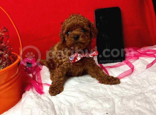 T-Cup Poodle Yavrular görsel