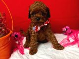 T-cup poodle yavrular