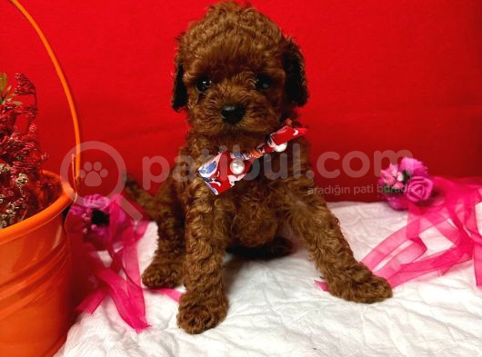 T-Cup Poodle Yavrular
