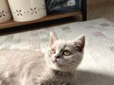 British Shorthair Lilac Yavrumuz