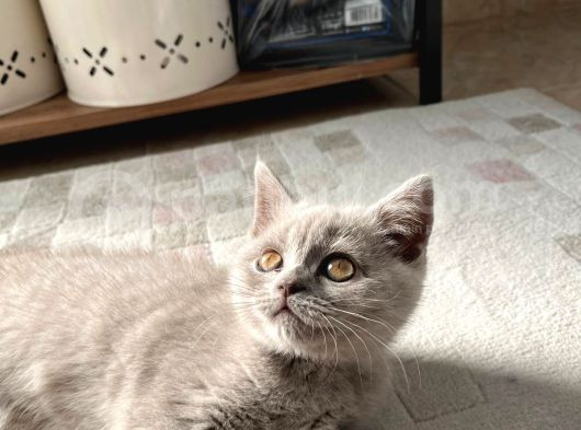 British Shorthair Lilac Yavrumuz görsel