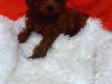 TOY POODLE ANNE ALTINDAN