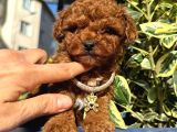 TCAP POODLE ORJİNAL SAFKAN