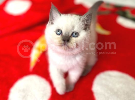 Safkan Bri̇ti̇sh Sorthai̇r Bluepoi̇nt Efsane Yavrular görsel