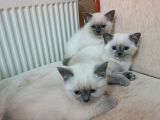 British shorthair yavrularimiza güzel bir yuva arıyoruz