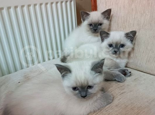 British Shorthair Yavrularimiza Güzel Bir Yuva Arıyoruz