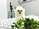 Safkan BRİTİSH SORTHAİR BLUEPOİNT EFSANE YAVRULAR