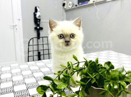Safkan Bri̇ti̇sh Sorthai̇r Bluepoi̇nt Efsane Yavrular