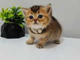 Black Golden Bebeği̇m Tesli̇me Hazir