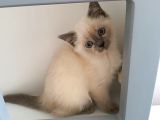 British Shorthair Yavrularimiza Güzel Bir Yuva Arıyoruz