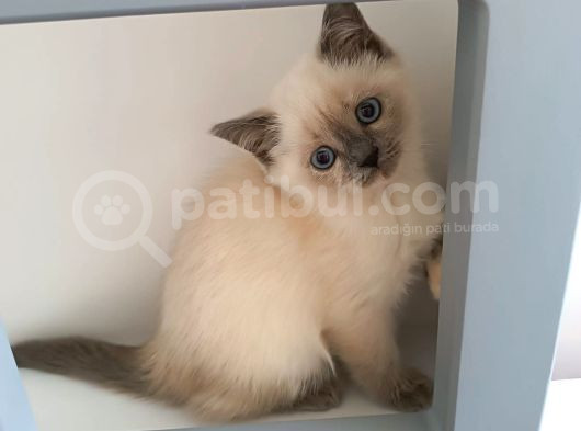 British Shorthair Yavrularimiza Güzel Bir Yuva Arıyoruz görsel