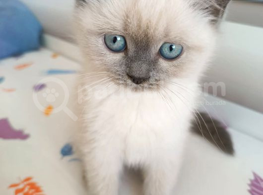 British Shorthair Yavrularimiza Güzel Bir Yuva Arıyoruz görsel