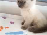 British Shorthair Yavrularimiza Güzel Bir Yuva Arıyoruz