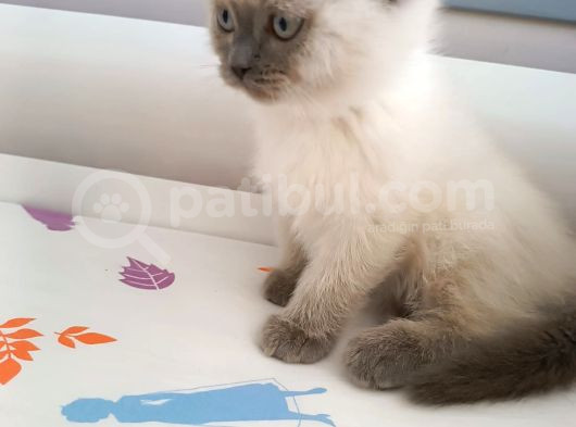 British Shorthair Yavrularimiza Güzel Bir Yuva Arıyoruz görsel