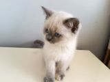 British Shorthair Yavrularimiza Güzel Bir Yuva Arıyoruz
