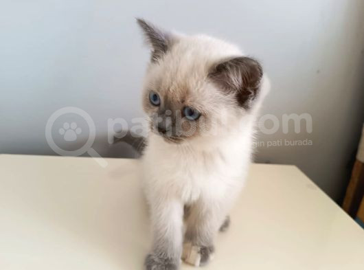 British Shorthair Yavrularimiza Güzel Bir Yuva Arıyoruz görsel