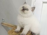 Safkan Bri̇ti̇sh Sorthai̇r Bluepoi̇nt Efsane Yavrular