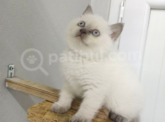 Safkan Bri̇ti̇sh Sorthai̇r Bluepoi̇nt Efsane Yavrular görsel