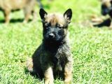 Harika Anatomi Hırs Küpü Belçika Kurdu Bebekler