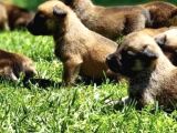 Harika Anatomi Hırs Küpü Belçika Kurdu Bebekler
