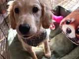 3 Aylık Golden Retriever Yavru