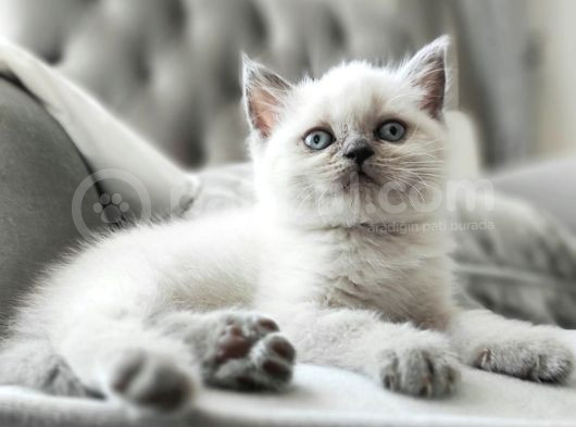 Safkan Bri̇ti̇sh Sorthai̇r Bluepoi̇nt Efsane Yavrular görsel