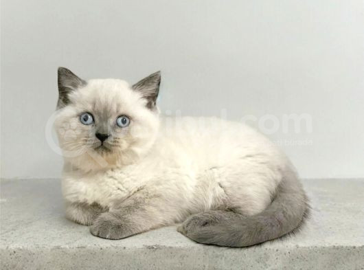 Safkan Bri̇ti̇sh Sorthai̇r Bluepoi̇nt Efsane Yavrular görsel