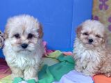KORE KAN A KALİTE MALTİPOO YAVRULAR