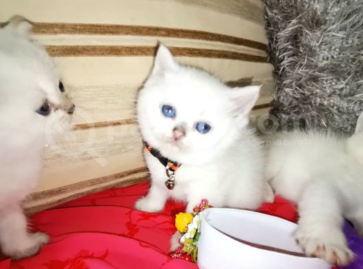 Yumuşak Huylu Kedicikler görsel