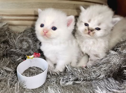 Yumuşak Huylu Kedicikler görsel