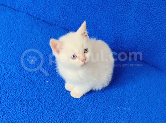Tesli̇me Hazir Mavi̇ Boncuk görsel