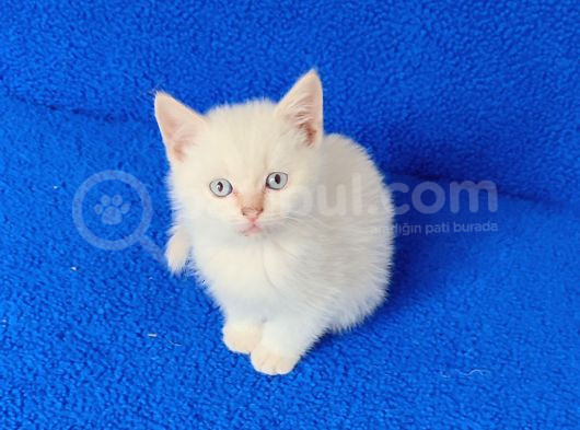 Tesli̇me Hazir Mavi̇ Boncuk görsel