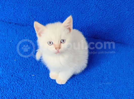 Tesli̇me Hazir Mavi̇ Boncuk