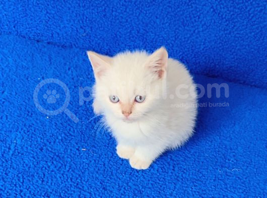 Tesli̇me Hazir Mavi̇ Boncuk görsel